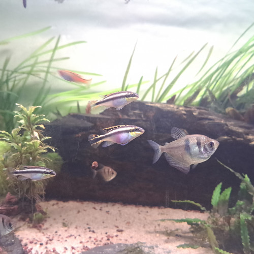 Pelvicachromis pulcher