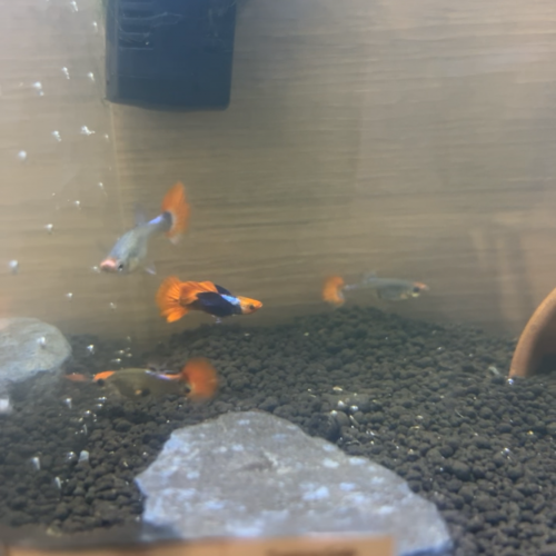 Guppy’s pride koi