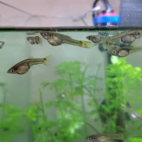 Donne femelles endler grise tiger cobra