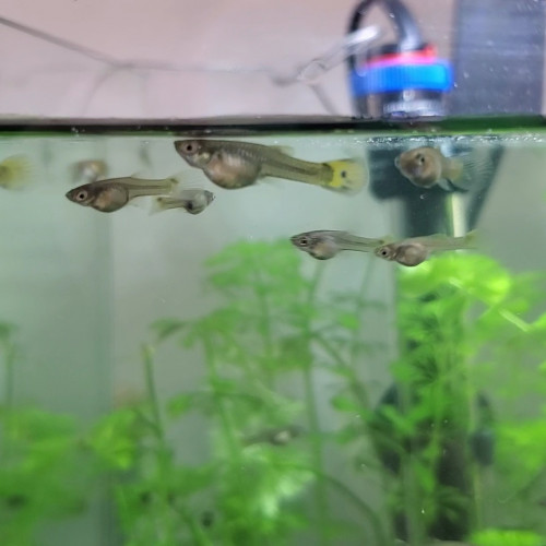 Donne femelles endler grise tiger cobra