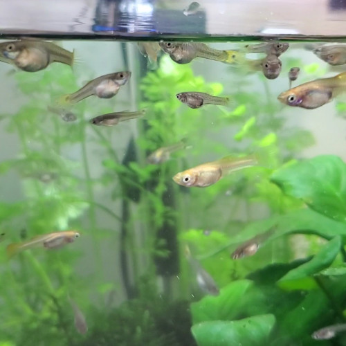 Donne femelles endler grise tiger cobra