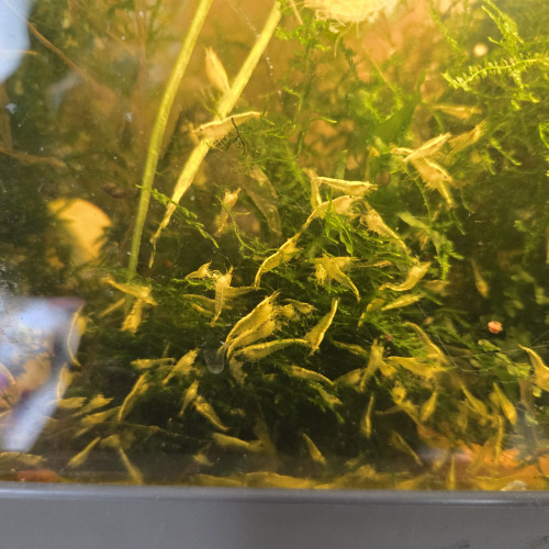 Crevette  Neocaridina