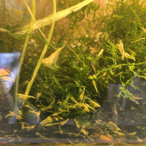 Crevette  Neocaridina