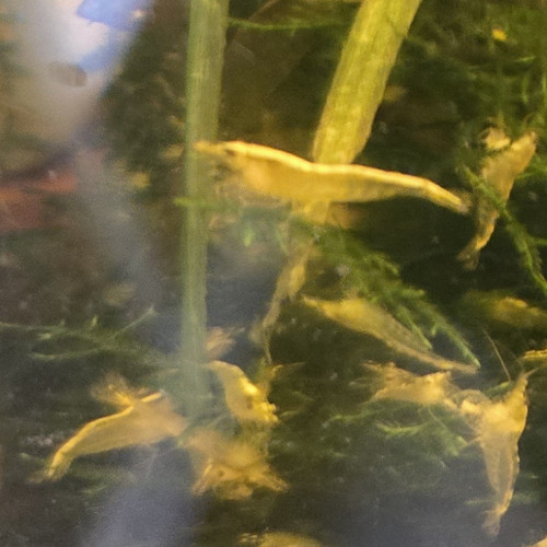 Crevette  Neocaridina