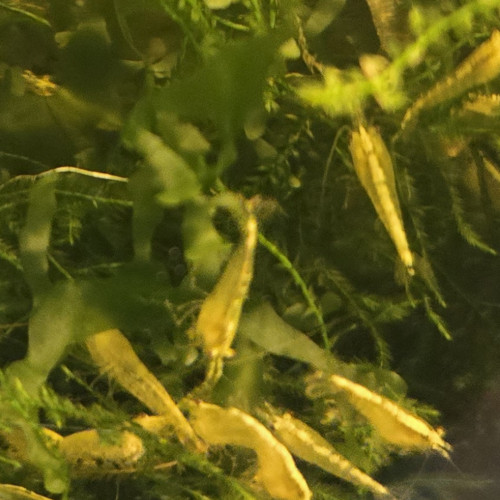 Crevette  Neocaridina