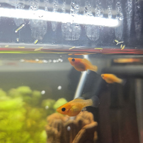 Alevins Molly Orange