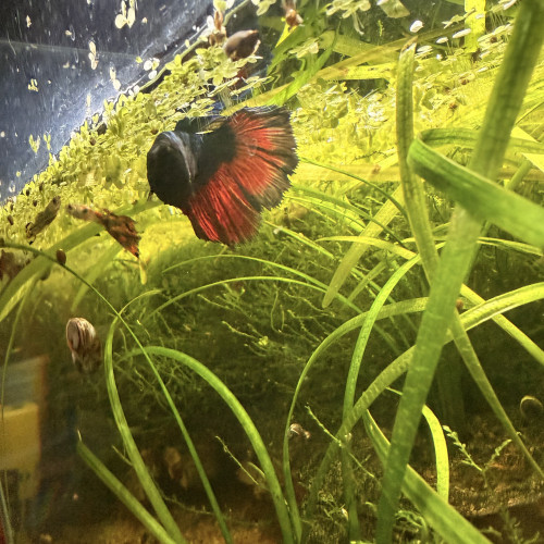 Betta femelle