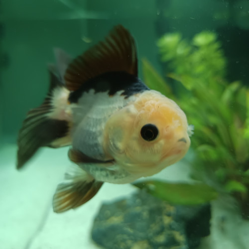 Poisson japonais panda