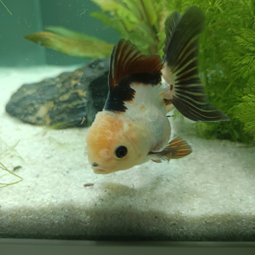 Poisson japonais panda