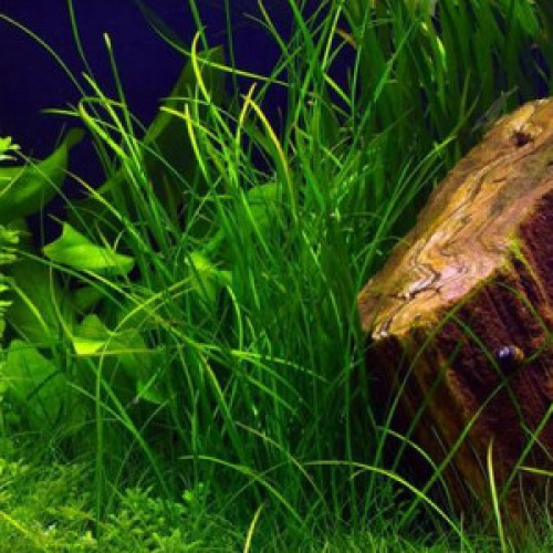 Vallisneria americana 'Mini twister'