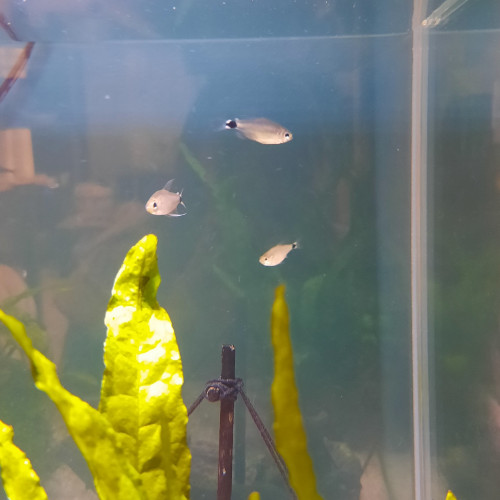 Tétras Aphyocharax nattereri