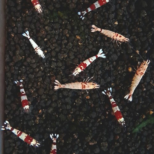 12 Crevettes Cantonensis