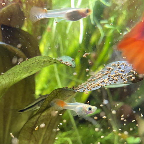 Guppy Kohaku Alevins