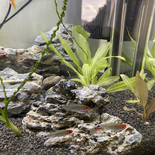 Nez rouge et Tetra joyau