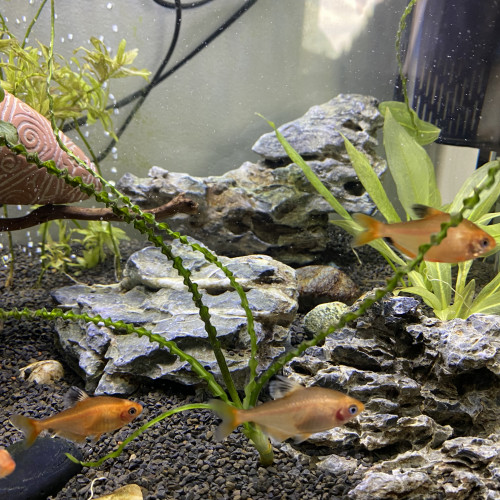 Nez rouge et Tetra joyau