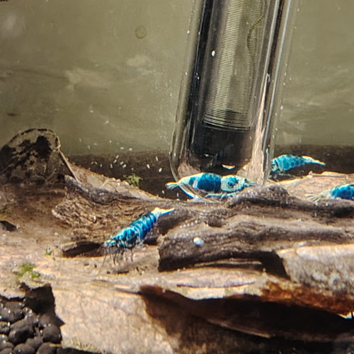 Crevettes blue océan '' déclassées ""