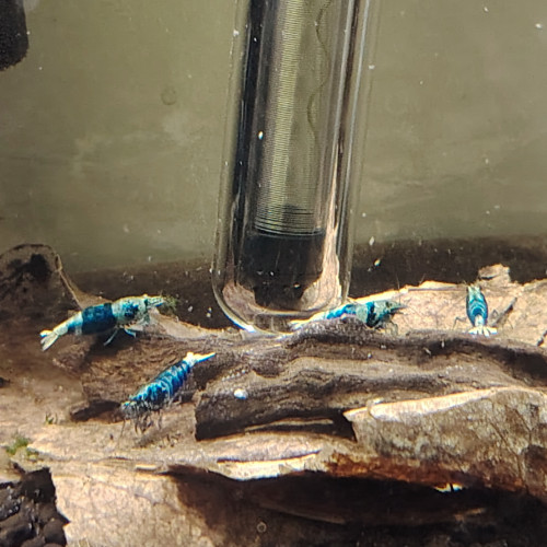 Crevettes blue océan '' déclassées ""