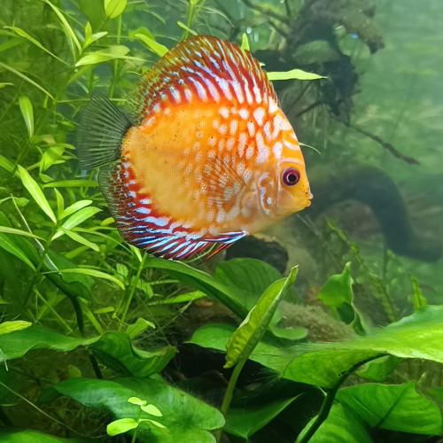 Don 2 discus