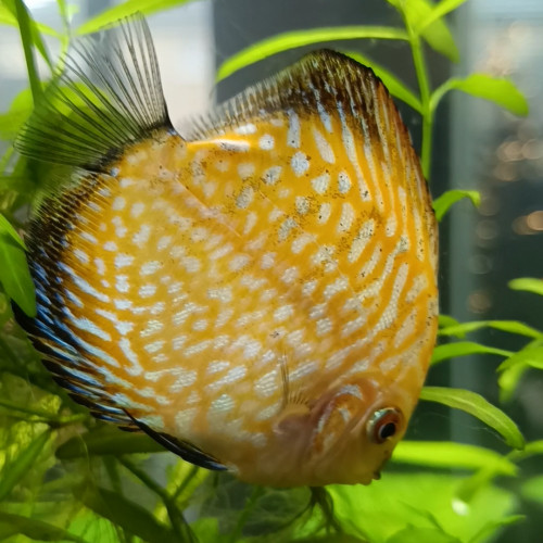 Don 2 discus