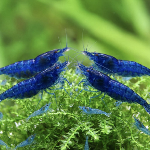Néocaridina Blue Dream / Blue Velvet foncé
