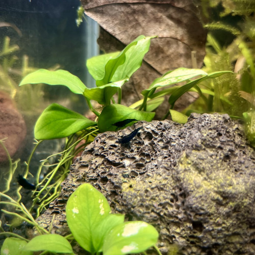 Néocaridina Blue Dream / Blue Velvet foncé