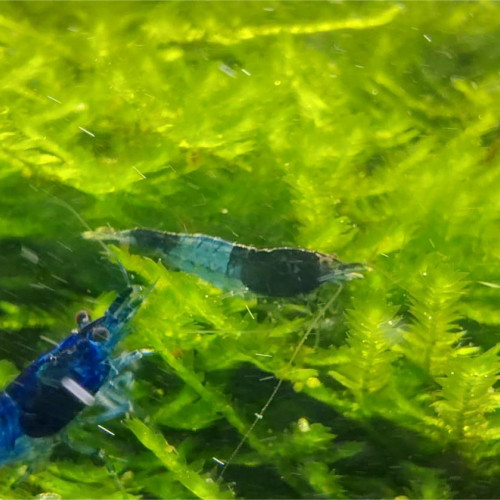 Crevettes "Neocaridina Blue Carbon Rili"