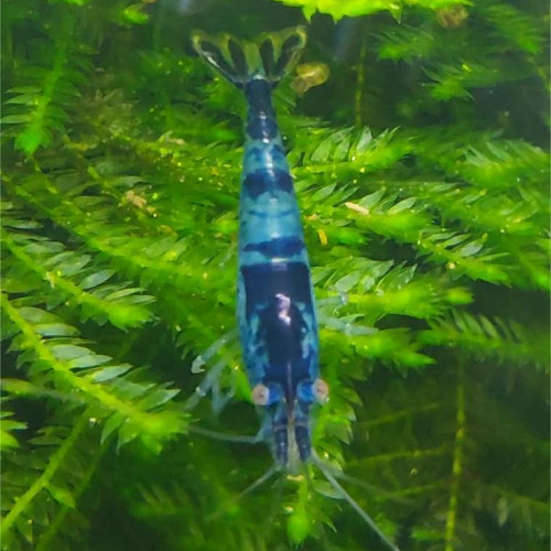 Crevettes "Neocaridina Blue Carbon Rili"