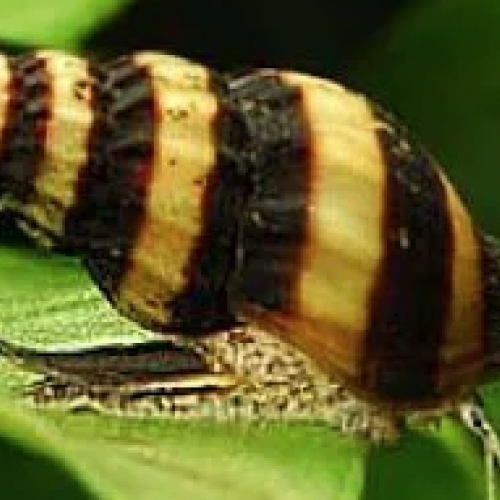 Recherche Anentome helena