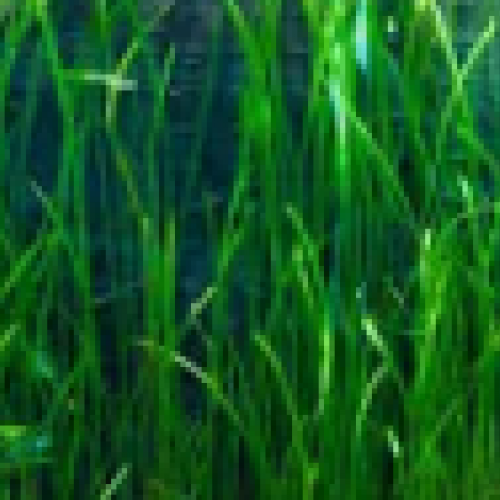 Recherche plantes issues de vos coupes