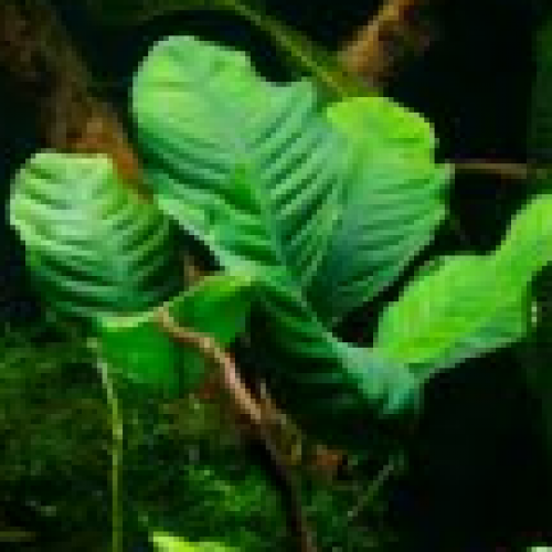 Recherche plantes issues de vos coupes