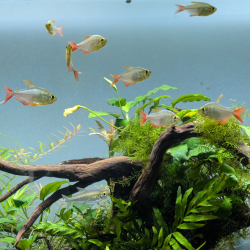 Tetra de Colombie alvins