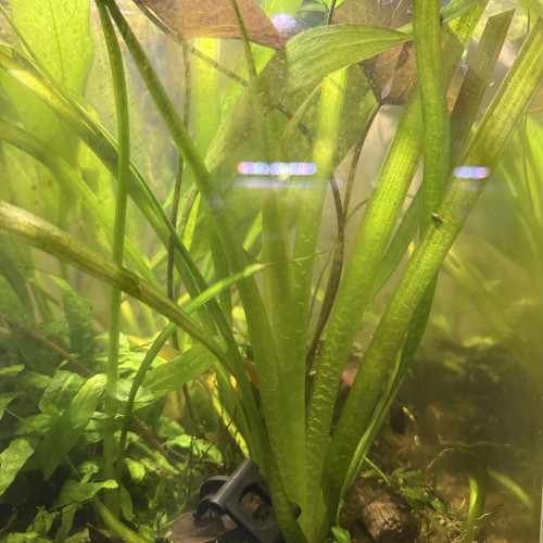 Vallisneria Gigantea par deux