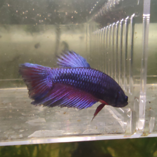 Betta 5