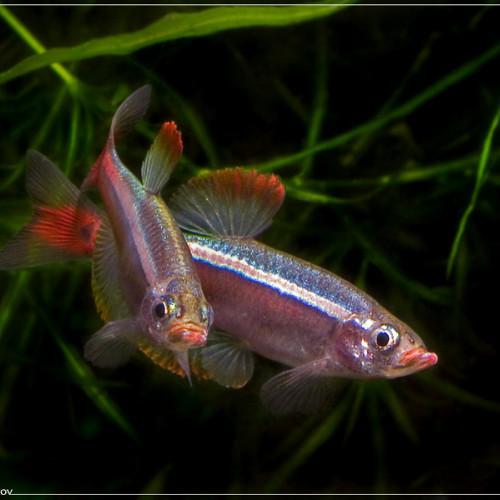 Tanichthys albonubes