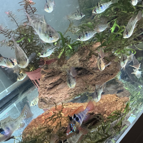 Jeunes Ramirezi de 7 mois