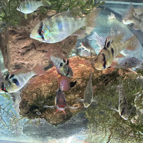 Jeunes Ramirezi de 7 mois