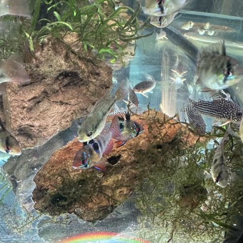 Jeunes Ramirezi de 7 mois