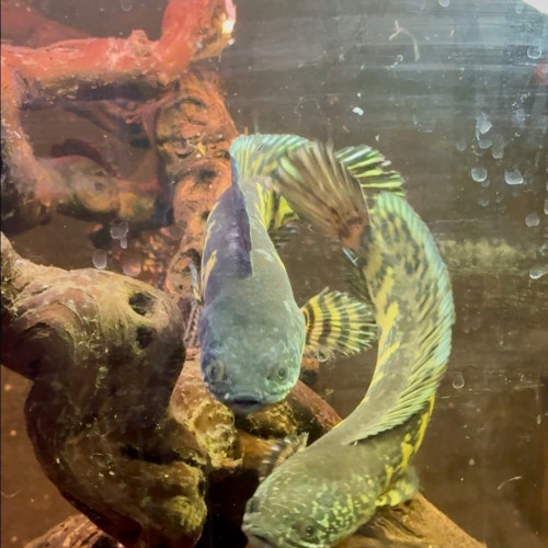 couple channa aurantimaculata