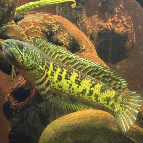 couple channa aurantimaculata