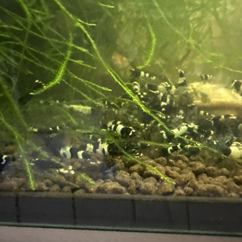 Caridina panda / crevette panda