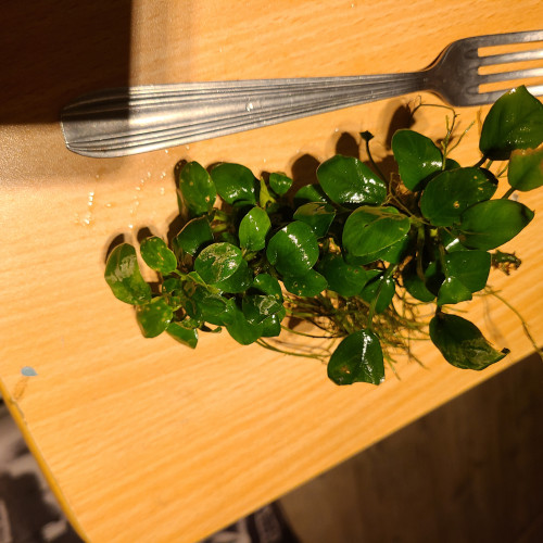Anubias nana