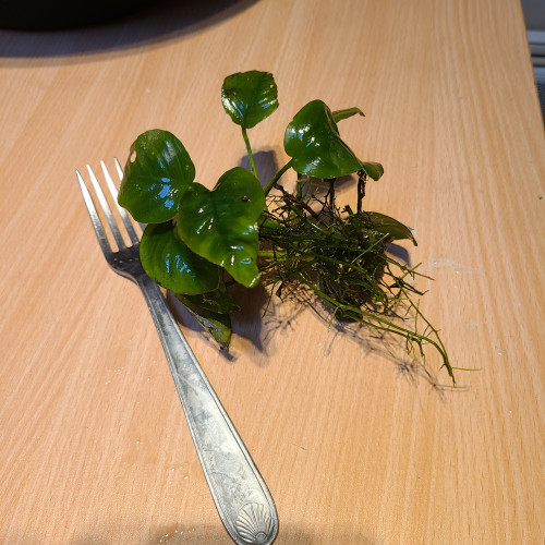 Anubias nana barterie