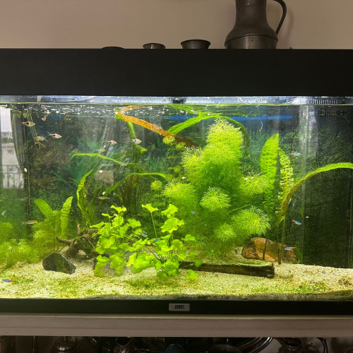 Aquarium complet et son meuble