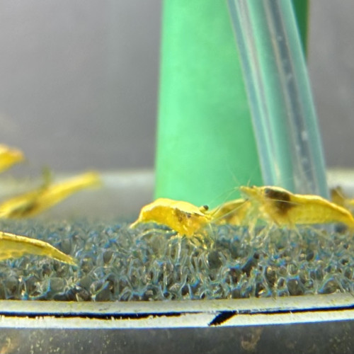 Crevette yellow gold