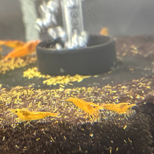 Crevette orange Sunkist