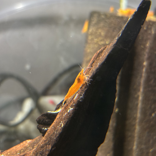 Crevette orange Sunkist