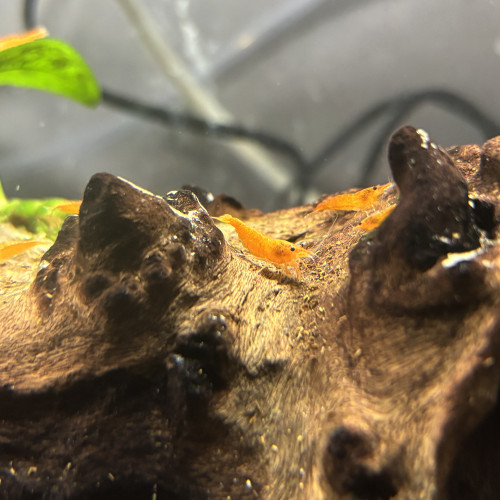 Crevette orange Sunkist