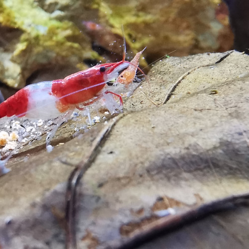 Crevettes neocaridina red cherry