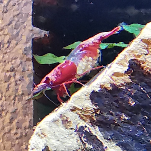 Crevettes neocaridina red cherry