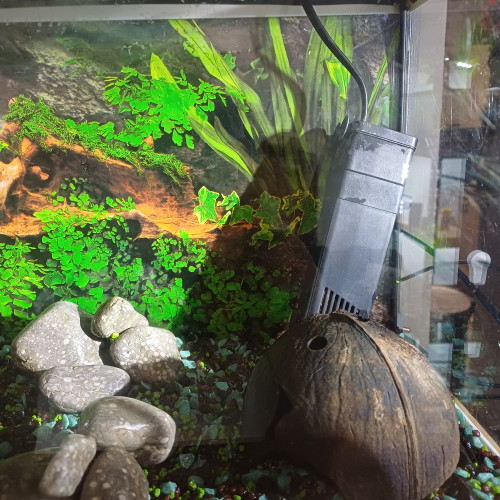 Aquarium 20L equipé sol bleu et noir